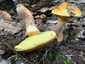 Sárga gyűrűstinóru (Suillus grevillei), Mátra. Sárgás gallér